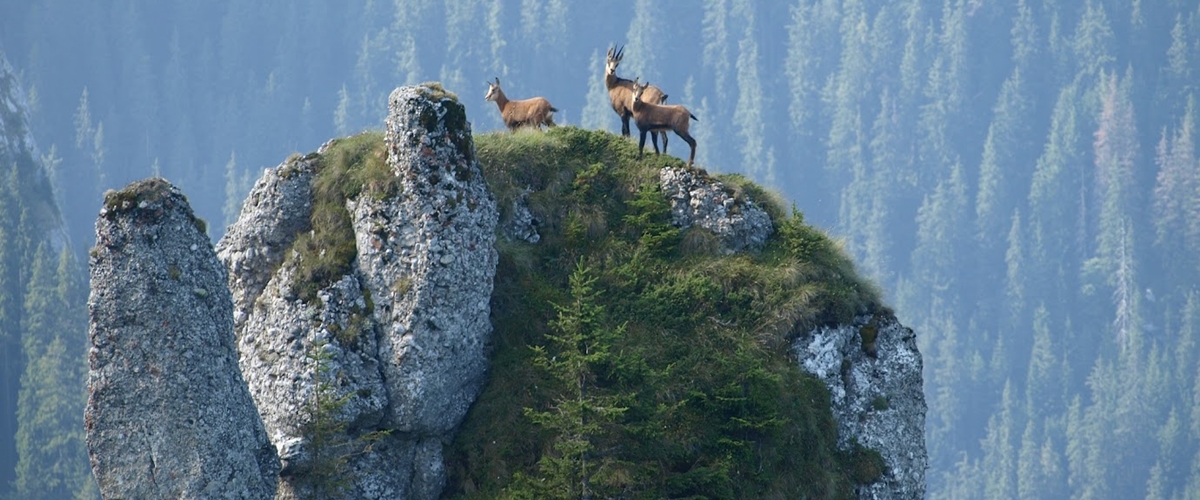 The Challenge Of Piatra Craiului Mountains