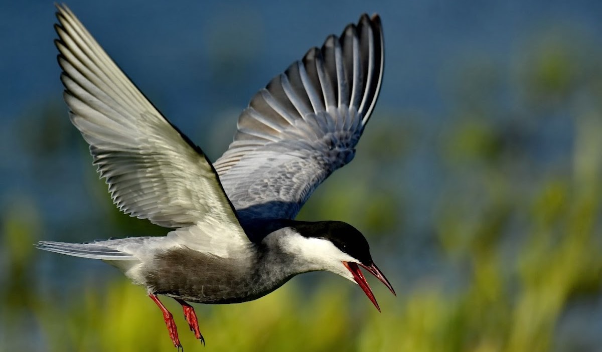 Danube Delta & Carpathians Mountains Special Tour