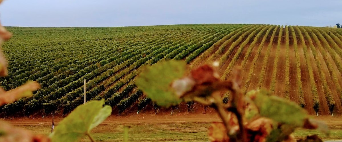 Famous vineyards tour