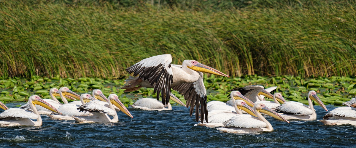 Danube Delta Biosphere Reserve - Fairy lands to watch the nature show!