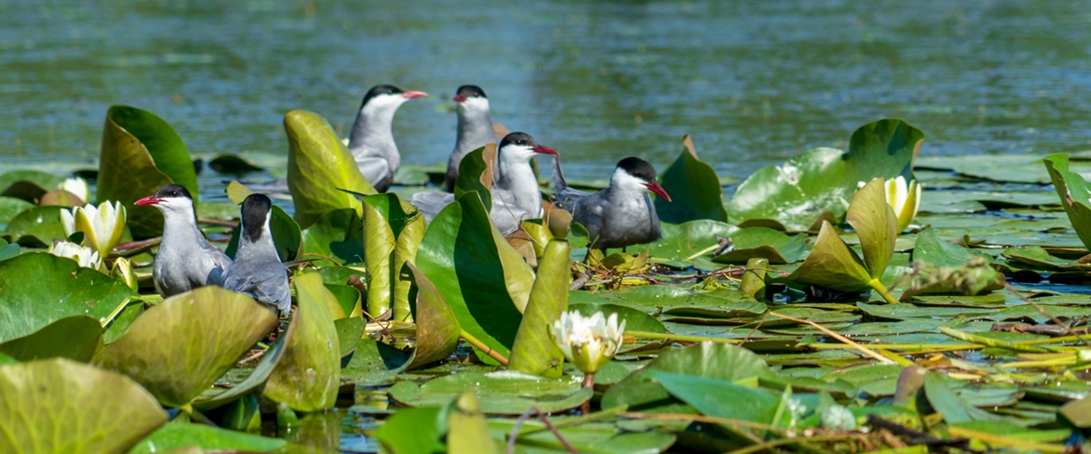 Danube Delta - One of the last natural paradises in Europe