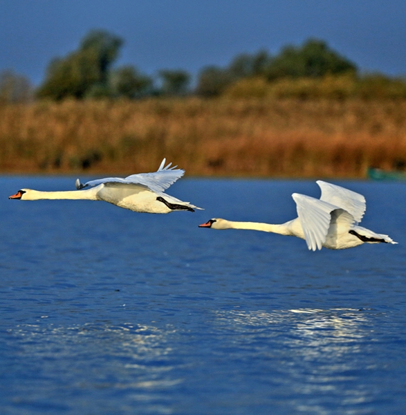 Danube Delta - One of the last natural paradises in Europe
