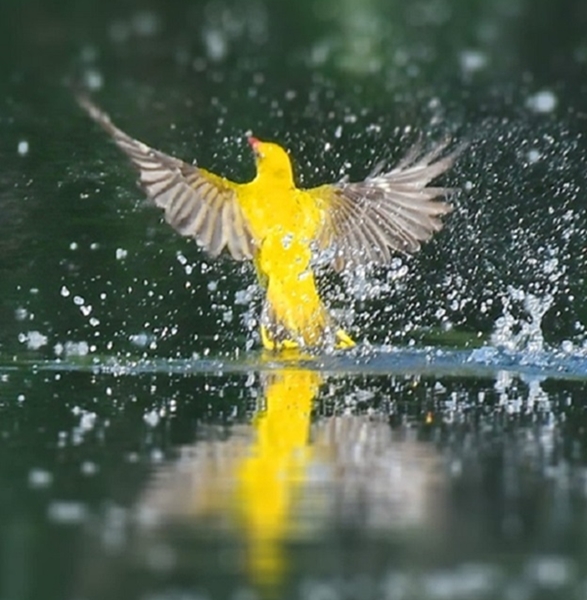 Danube Delta Biosphere Reserve - Fairy lands to watch the nature show!